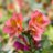 FlowerSong