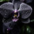 Black orchid