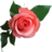 Rose-tulip