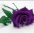 purple.rose